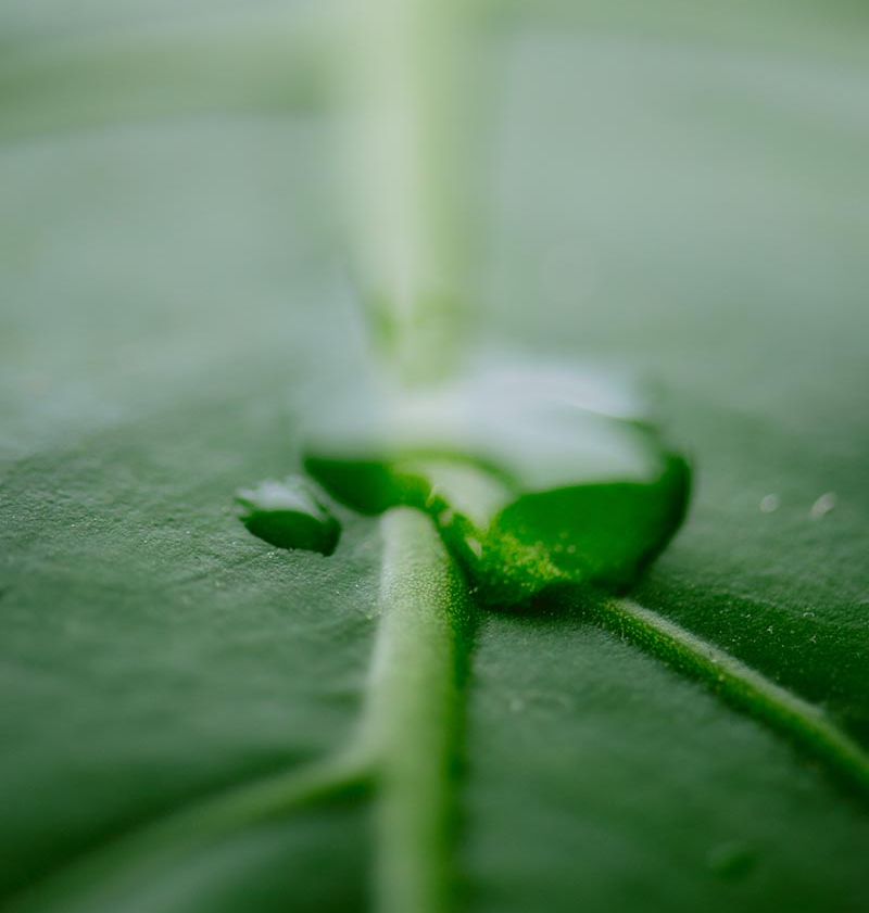 Natural leaf captures water holding it as a resource